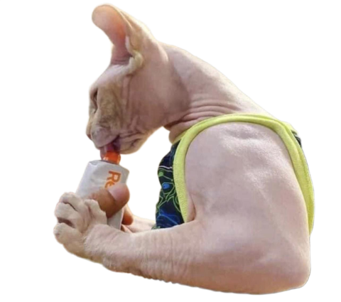 Cat Bodybuilder